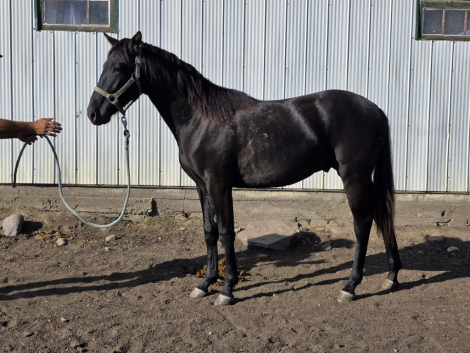 HorseID: 2309297 MDR Smooth Wave - PhotoID: 1093640