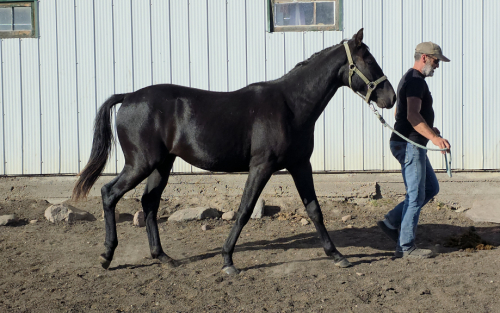 HorseID: 2309297 MDR Smooth Wave - PhotoID: 1093641