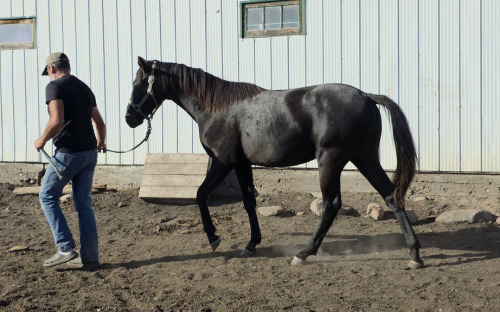 HorseID: 2309297 MDR Smooth Wave - PhotoID: 1093642