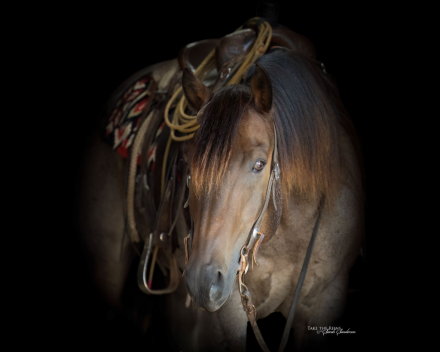 HorseID: 2309298 WWR BLUE JOE IDAHO - PhotoID: 1093643