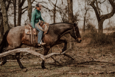 HorseID: 2309298 WWR BLUE JOE IDAHO - PhotoID: 1093644