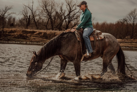 HorseID: 2309298 WWR BLUE JOE IDAHO - PhotoID: 1093645