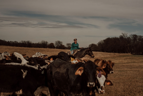 HorseID: 2309298 WWR BLUE JOE IDAHO - PhotoID: 1093646