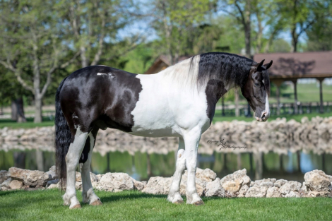 HorseID: 2309299 HEARTLAND PONCHO - PhotoID: 1093648