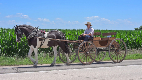 HorseID: 2309299 HEARTLAND PONCHO - PhotoID: 1093649