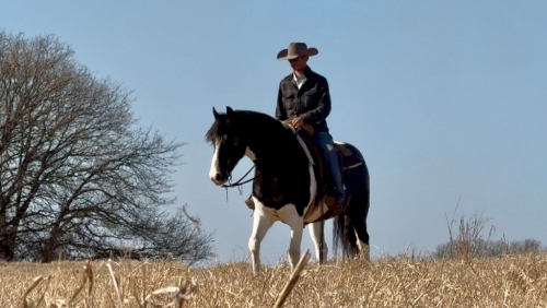 HorseID: 2309299 HEARTLAND PONCHO - PhotoID: 1093651