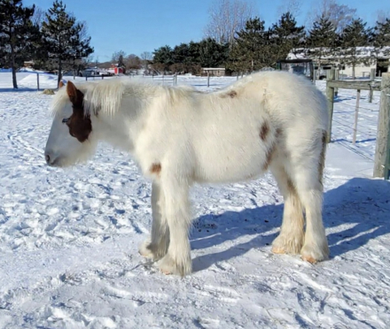 HorseID: 2309300 RF King's Town Kenston - PhotoID: 1093653