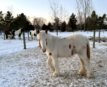 HorseID: 2309300 RF King's Town Kenston - PhotoID: 1093654