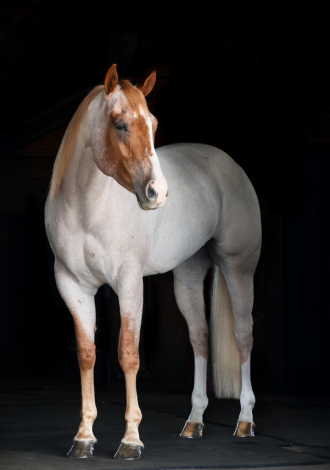 HorseID: 2309301 Scotches Secret Code - PhotoID: 1093657