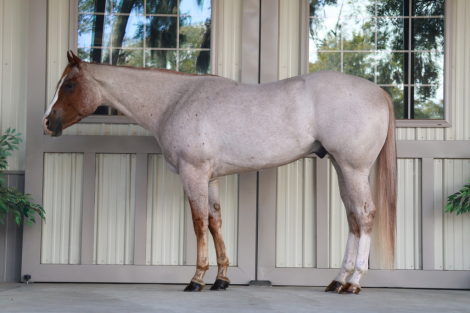 HorseID: 2309301 Scotches Secret Code - PhotoID: 1093658