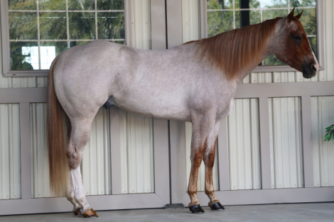 HorseID: 2309301 Scotches Secret Code - PhotoID: 1093659