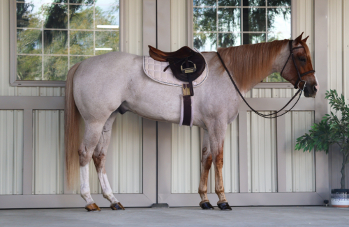 HorseID: 2309301 Scotches Secret Code - PhotoID: 1093660