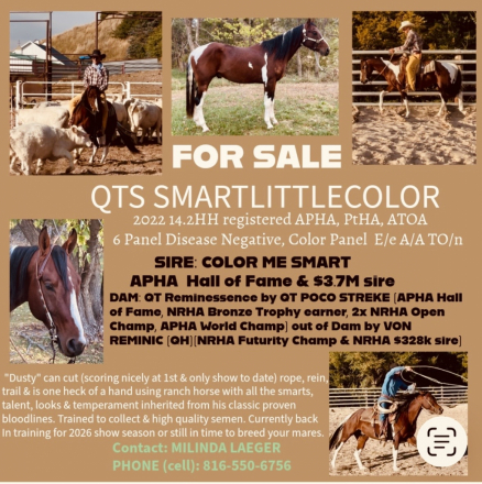 HorseID: 2309302 QTS SMARTLITTLECOLOR - PhotoID: 1093667