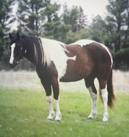 HorseID: 2309303 Dice - PhotoID: 1093661