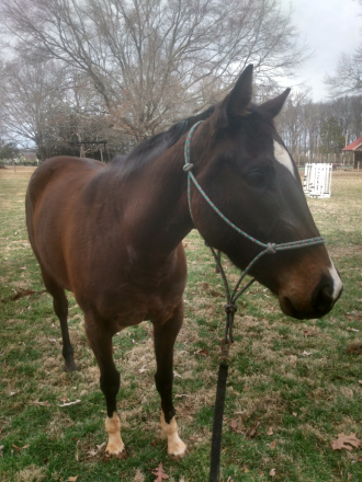 HorseID: 2309304 Emma - PhotoID: 1093662