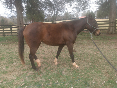 HorseID: 2309304 Emma - PhotoID: 1093663