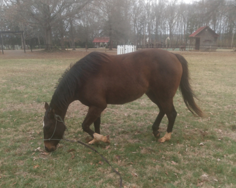 HorseID: 2309304 Emma - PhotoID: 1093664