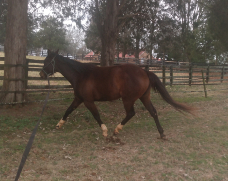 HorseID: 2309304 Emma - PhotoID: 1093665