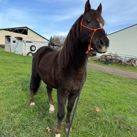 HorseID: 2309305 Rusty - PhotoID: 1093666