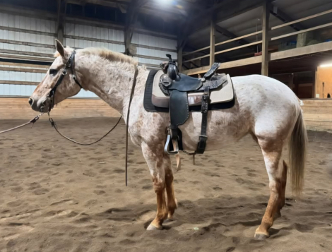 HorseID: 2309308 Cali - PhotoID: 1093671