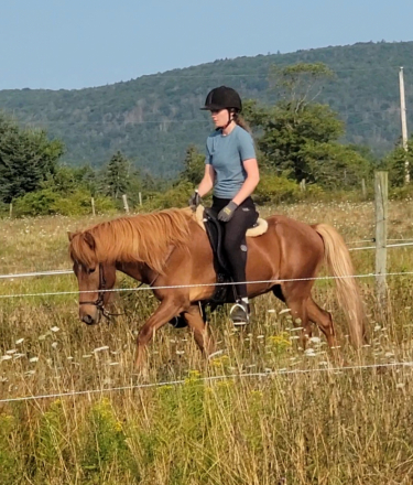 HorseID: 2309313 Kafteinn - PhotoID: 1093673