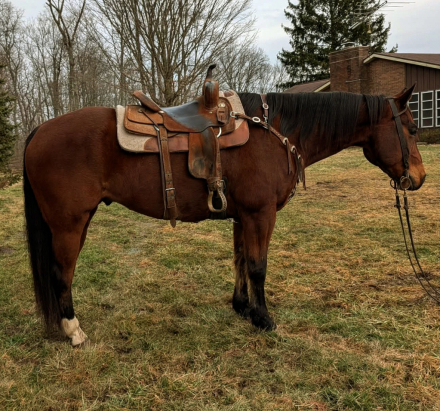 HorseID: 2309314 Doc - PhotoID: 1093674