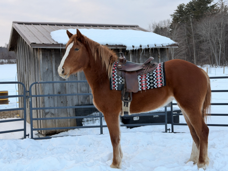 HorseID: 2309315 TootsieRoll - PhotoID: 1093675