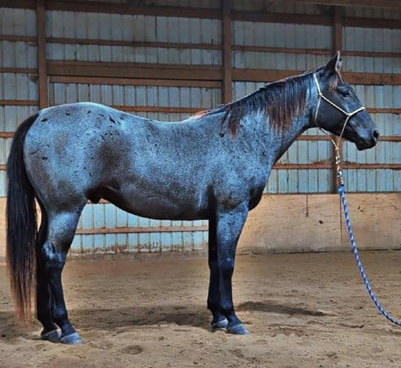 HorseID: 2309318 Whiskey Big Boy 21 - PhotoID: 1093711
