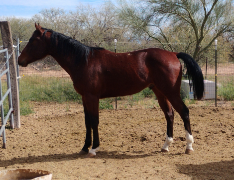 HorseID: 2309320 Moon Shivers Eclypse - PhotoID: 1093680