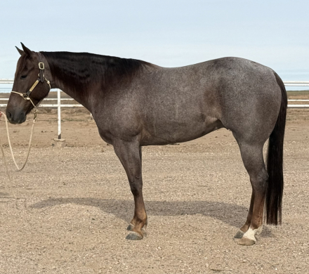 HorseID: 2309322 ADRENALINE WRUSH - PhotoID: 1093681