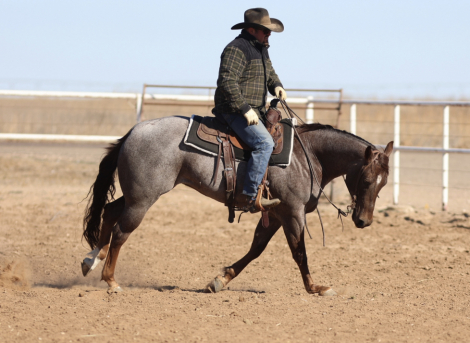 HorseID: 2309322 ADRENALINE WRUSH - PhotoID: 1093682