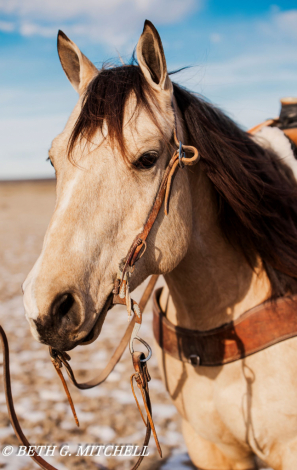 HorseID: 2309323 REDWATCH - PhotoID: 1093686