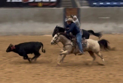 HorseID: 2309323 REDWATCH - PhotoID: 1093687