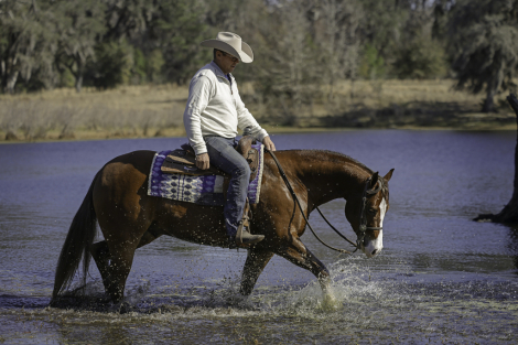 HorseID: 2309324 MIGHTY BAMBINO - PhotoID: 1093690