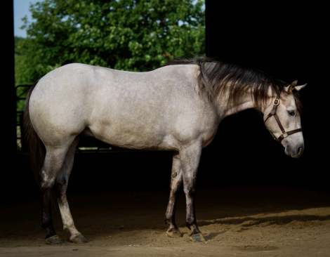 HorseID: 2309325 KING OF IMAGINATION - PhotoID: 1093693