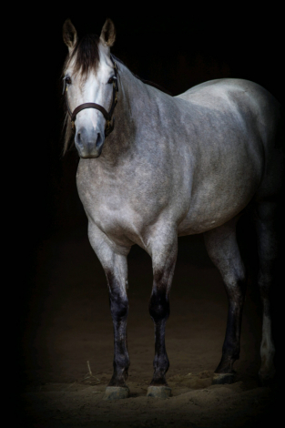 HorseID: 2309325 KING OF IMAGINATION - PhotoID: 1093694