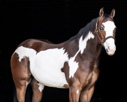 HorseID: 2309326 SHINE MY MACHINE GUN - PhotoID: 1093697