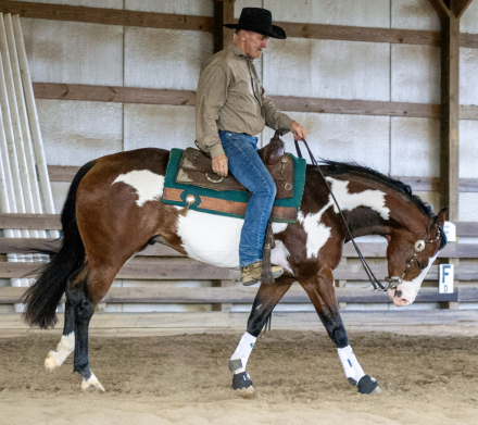 HorseID: 2309326 SHINE MY MACHINE GUN - PhotoID: 1093698