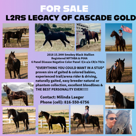 HorseID: 2309327 L2RS LEGACY OF CASCADE GOLD - PhotoID: 1093701