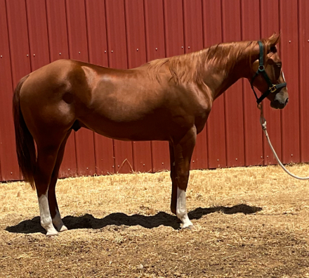 HorseID: 2309328 NICS SMOKINN HOTT - PhotoID: 1093734