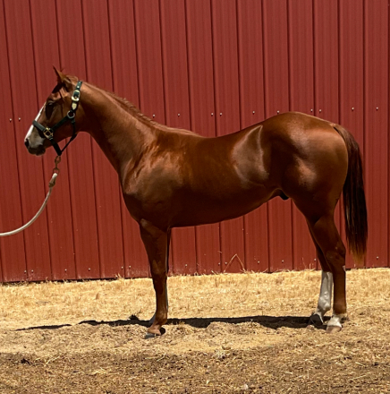 HorseID: 2309328 NICS SMOKINN HOTT - PhotoID: 1093735