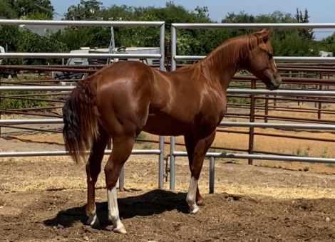 HorseID: 2309328 NICS SMOKINN HOTT - PhotoID: 1093736