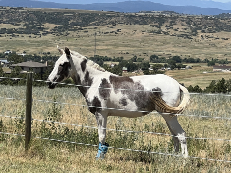 HorseID: 2309329 Jolene Molly - PhotoID: 1093710