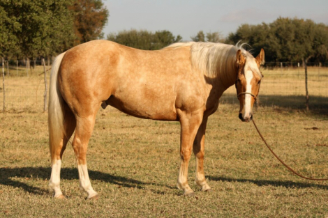 HorseID: 2309330 SSSMOOTHSPORT - PhotoID: 1093706