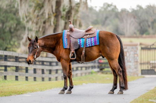 HorseID: 2309331 DT GLORY BOY - PhotoID: 1093712