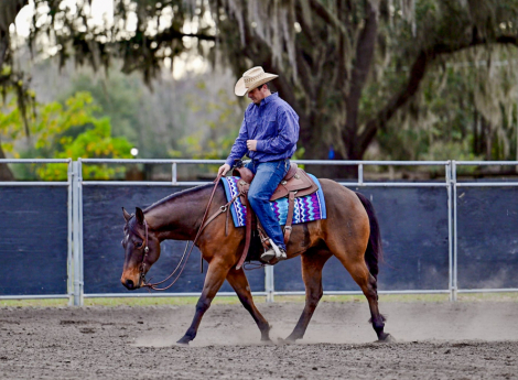 HorseID: 2309331 DT GLORY BOY - PhotoID: 1093713