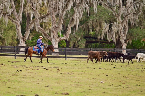 HorseID: 2309331 DT GLORY BOY - PhotoID: 1093714