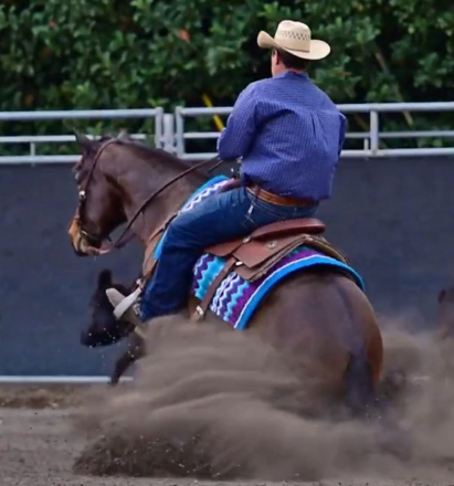 HorseID: 2309331 DT GLORY BOY - PhotoID: 1093715