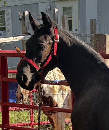 HorseID: 2309333 Grumellos Kyro Knight - PhotoID: 1093720