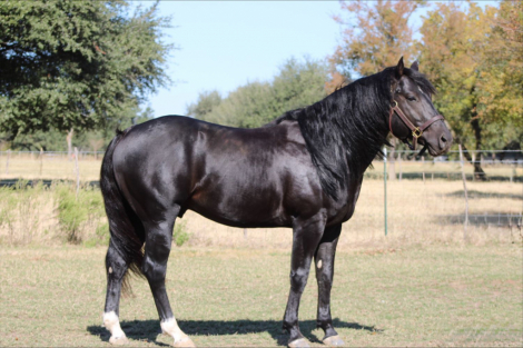 HorseID: 2309334 JUST RITE BLACK - PhotoID: 1093716